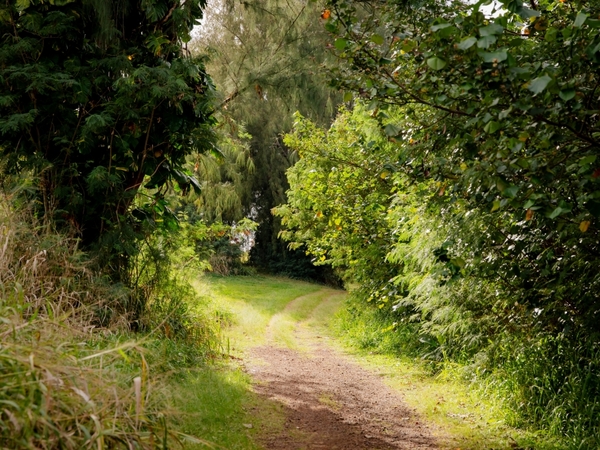 A quiet nature trail with greenery